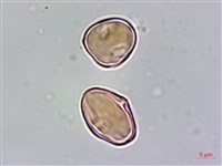 厚葉秋海棠藏品圖，第4張