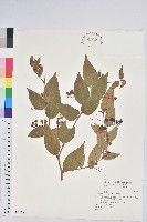 白珠樹藏品圖，第1張