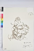 伏生大戟藏品圖，第1張