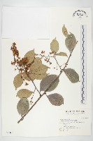 亨利氏伊立基藤藏品圖，第1張