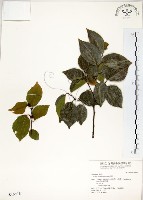 朴樹藏品圖，第1張