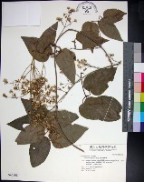 麥氏鐵線蓮藏品圖，第1張