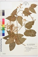 麥氏鐵線蓮藏品圖，第2張