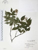 野鴉椿藏品圖，第1張