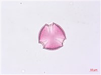 野鴉椿藏品圖，第2張