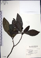 樹杞藏品圖，第1張