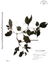 龍珠藏品圖，第1張