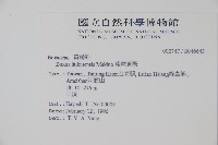 琉球黃楊藏品圖，第2張