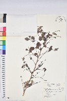小紅仔珠藏品圖，第1張