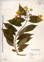 華八仙藏品圖，第1張