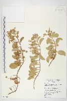 登錄號:S046668藏品圖，第1張