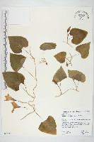 登錄號:S046669藏品圖，第1張