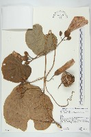 大萼旋花藏品圖，第1張