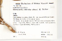 大萼旋花藏品圖，第2張