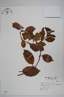 爬森藤藏品圖，第1張