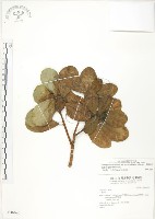 鵝鑾鼻蔓榕藏品圖，第1張