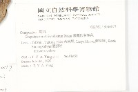 細葉假黃鵪菜藏品圖，第2張