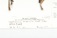 細葉假黃鵪菜藏品圖，第3張