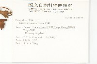 牡蒿藏品圖，第2張