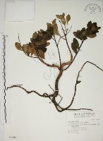 南嶺蕘花藏品圖，第1張