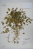 爵床藏品圖，第1張