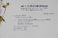 爵床藏品圖，第2張