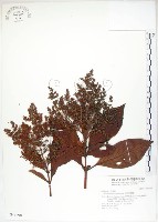 呂宋水錦樹藏品圖，第1張