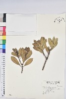 蘭嶼土沉香藏品圖，第1張