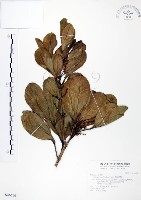 假三腳虌藏品圖，第1張