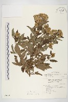 台灣澤蘭藏品圖，第1張