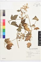 串鼻龍藏品圖，第1張