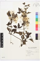 串鼻龍藏品圖，第1張