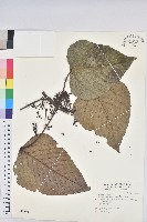 紅肉橙蘭、華血桐藏品圖，第1張