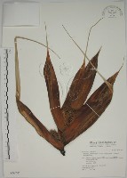 露兜樹、林投藏品圖，第1張