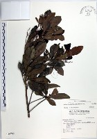 樹杞藏品圖，第1張