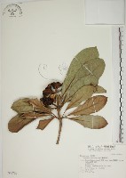 蘭嶼海桐藏品圖，第1張