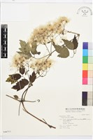 串鼻龍藏品圖，第1張