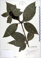 蘭嶼新木薑子藏品圖，第1張