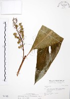 山月桃藏品圖，第1張