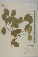 日本賽衛矛、日本假衛矛藏品圖，第1張