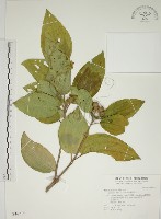 基尖葉野牡丹、蘭嶼野牡丹藏品圖，第1張