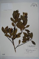 全緣葉冬青藏品圖，第1張