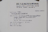 全緣葉冬青藏品圖，第2張