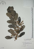 蘭嶼念珠藤藏品圖，第1張