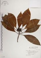 蘭嶼九節木藏品圖，第1張