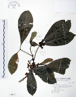 假三腳虌藏品圖，第1張