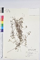 擬葉下珠、細葉油柑藏品圖，第1張