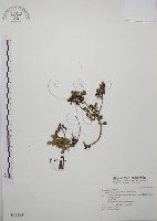 台灣佛甲草、石板菜藏品圖，第1張