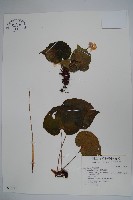 蘭嶼秋海棠藏品圖，第1張