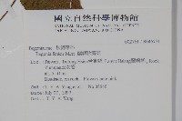 蘭嶼秋海棠藏品圖，第2張